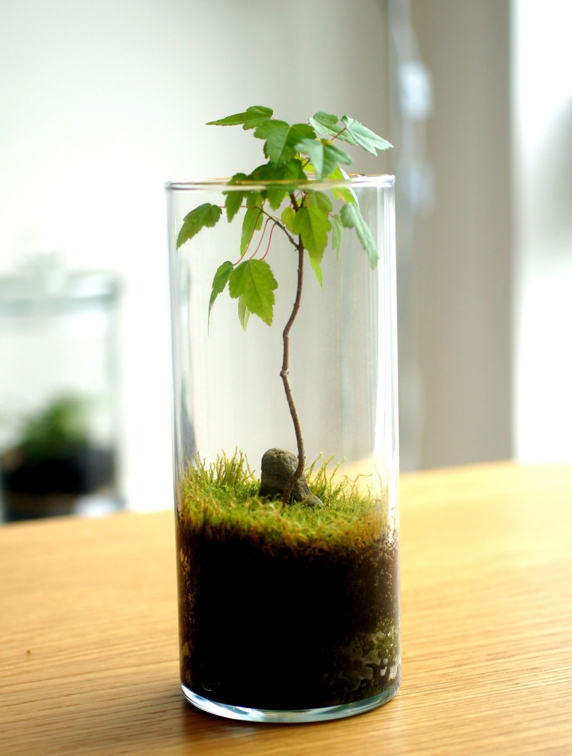 Maple sapling with moss in a tall cylindrical glass vase
